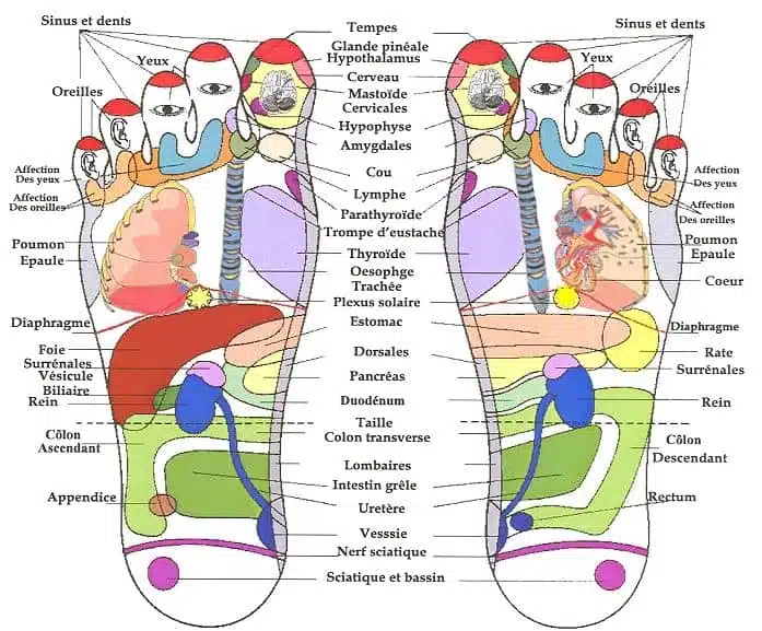 Carte des zones réflexes des pieds en réflexologie plantaire